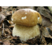 Мицелий Белого гриба березового (Boletus betulicola)